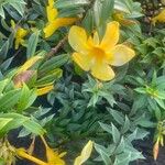 Allamanda schottii花