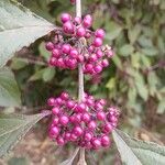 Callicarpa bodinieriPlod