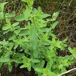 Hypericum maculatum Alkat (teljes növény)