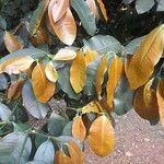 Chrysophyllum cainito Hoja