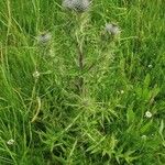 Cirsium ferox Habitus