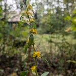 Solidago caesia Flower