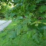 Quercus macrocarpa Folha