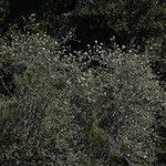 Ceanothus crassifolius Агульны выгляд