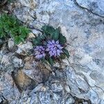 Physoplexis comosa 花