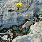 Leontodon tuberosus Hoja