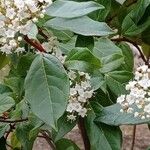 Viburnum rigidum Blad