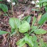 Pyrola elliptica 花