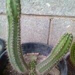 Echinocereus coccineus Leaf