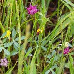 Trifolium depauperatum Hábitos