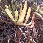 Crithmum maritimum Blatt