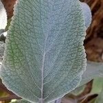 Coleus argentatus পাতা