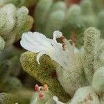 Teucrium gnaphalodes Λουλούδι