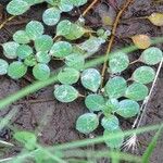 Ludwigia peploides Blad