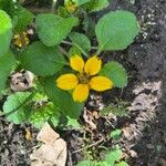 Chrysogonum virginianum Flower