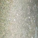 Ficus benjamina Kabuk