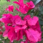 Bougainvillea glabraBlomma