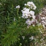 Pycnanthemum tenuifolium Flor