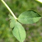 Trifolium resupinatum Feuille