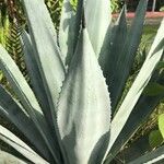 Agave salmiana Leaf