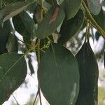 Eucalyptus polyanthemos Лист