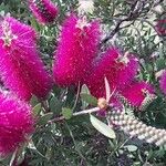 Callistemon citrinusBlodyn