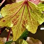 Hedera canariensis 葉