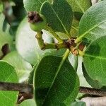 Rhaphiolepis umbellata Blatt