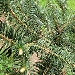 Abies homolepis Lapas