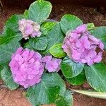 Hydrangea macrophyllaЦветок