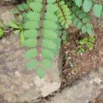 Marcetella moquiniana Likasa