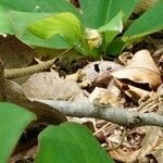 Costus spectabilis Leaf