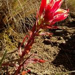 Castilleja tenuiflora Hàbitat