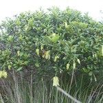 Dubouzetia acuminata Hábito