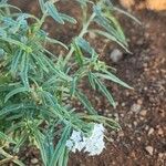 Heliotropium longiflorum पत्ता
