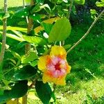 Hibiscus rosa-sinensis Blomst