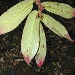 Columnea maculata Hoja