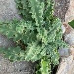 Verbascum sinuatum Blatt