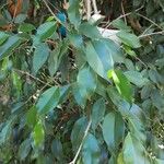 Ficus benjamina Lehti