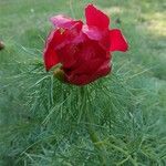 Paeonia tenuifolia Blatt