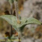 Phlomis crinita Casca