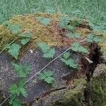 Rubus ursinus 整株植物