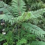 Jacaranda mimosifolia Агульны выгляд