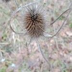 Dipsacus sativus Fruit