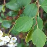 Spiraea chamaedryfolia Лист