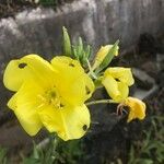 Oenothera elata Bloem