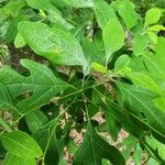 Sassafras albidumLeaf