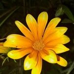 Gazania rigens Flower