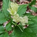 Cardamine enneaphyllosBlomst