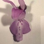 Orchis olbiensis Virág